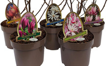 Magnolia 19 cm potte